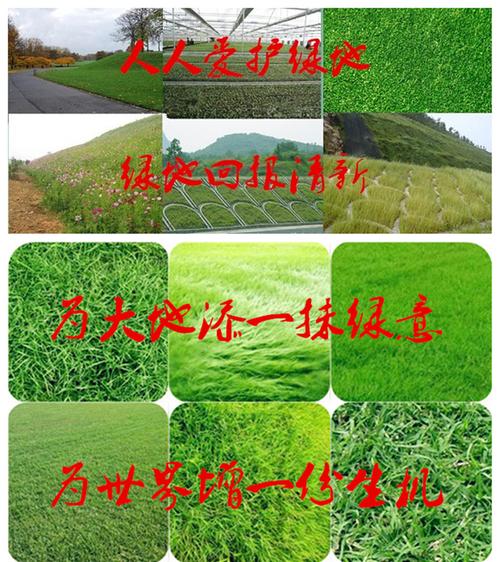 山西大同养鸡用牧草种子购买指南 地点、价格与商贸推荐